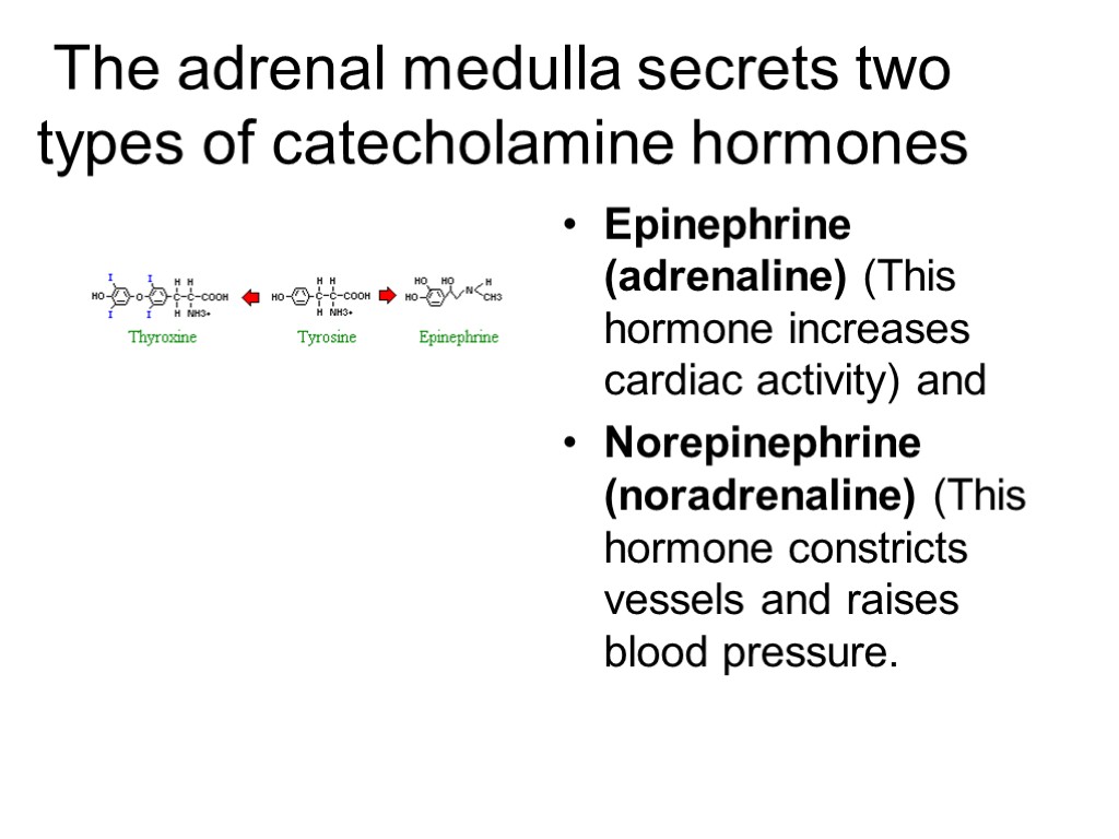 The adrenal medulla secrets two types of catecholamine hormones Epinephrine (adrenaline) (This hormone increases